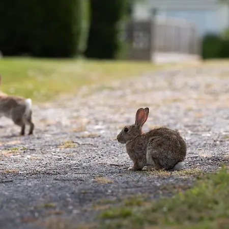 Les Falaises De Campeggio Toussaint